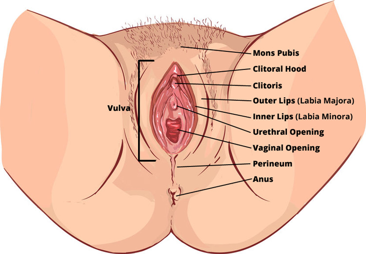 female external anatomy