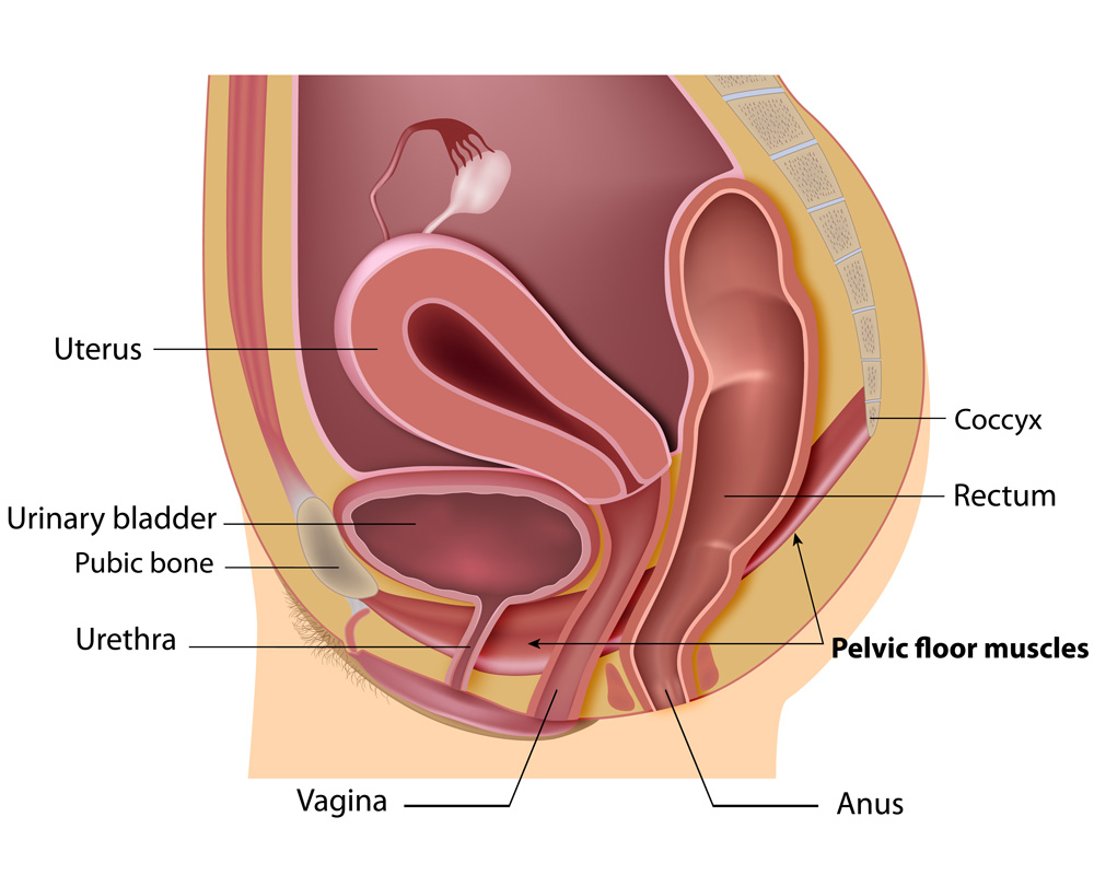 Weak bladder: Common signs of weak pelvic muscles in women